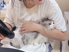 -momokira米努特·德文卷毛猫·棉花面纱犬