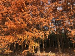 -上海海湾国家森林公园