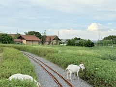 -杭州湾海上花田景区