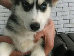 -佳百利宠物(荣乐中路115弄小区店)