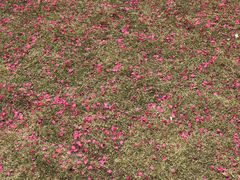 -上海市龙华烈士陵园