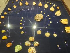 -青岛贝壳博物馆