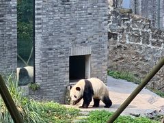 -都江堰中华大熊猫苑