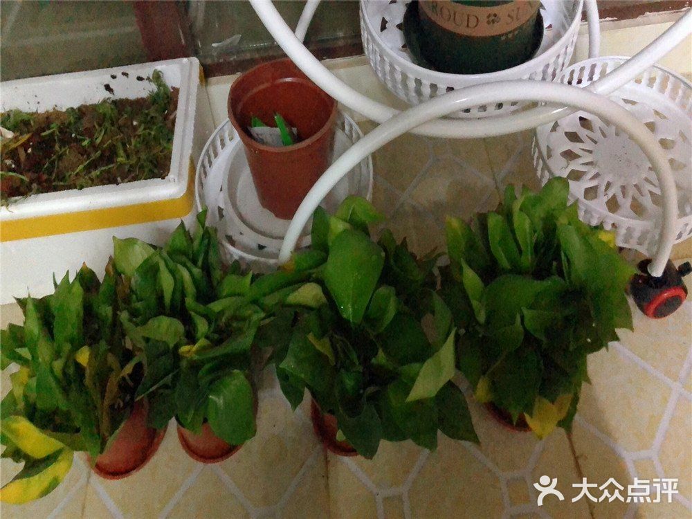 新房装修后如何去除醛