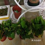 新房装修后如何去除醛