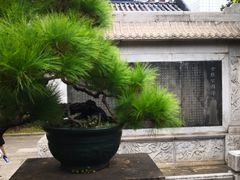 -碧江金楼