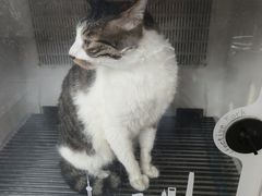 -宠颐生宠物医院·犬猫全科·皮肤科(商业街店)