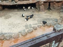 -海南热带野生动植物园