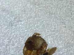 -吉源大排档·鱼生·海鲜(烧烤彩印厂店)