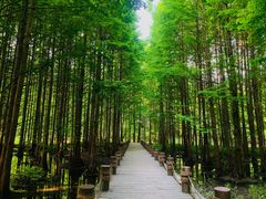 -桤木河湿地公园