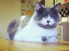 -纳吉亚猫专科动物诊疗中心(蒋宅口分院)