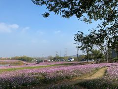 -大塘金香草谷