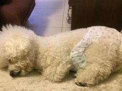 -芭比堂动物医院·犬猫全科·异宠专科(雁塔分院)