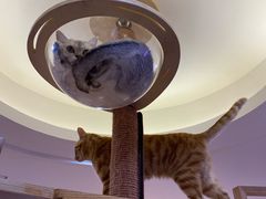 -滚猫咖啡·猫咖·猫友好撸猫(未来城店)