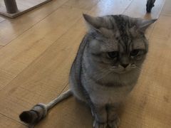 -Let's go狗咖·猫咖·奶狗·桌游(春熙路IFS店)