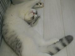 -喵的天空名猫咖啡馆·撸猫·猫舍·用品