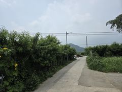 -老袁家蜜桃农场·阳山水蜜桃