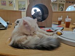 -猫和宫(六道口店)