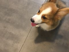 -PETKIT小佩宠物(古北店)