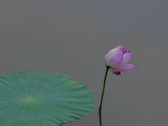 -白洋淀景区