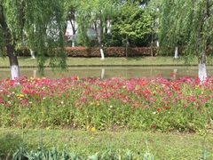 -上海鲜花港