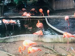 -清迈夜间动物园