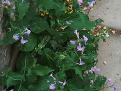 -北京大学燕东园