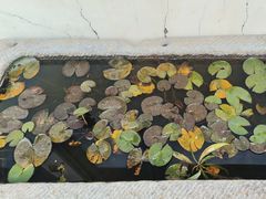 -崂山水果园农家宴(泉水鸡店)