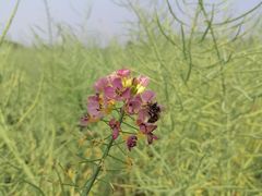 -中国天府农业博览园