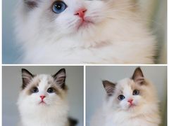 -lincat·猫舍(广州店)