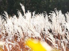 -野鸭湖国家湿地公园