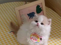 -欣宠猫屋·矮脚拿破仑·蓝金金渐层