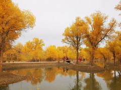 -金塔沙漠胡杨林景区