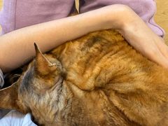 -有喵·猫咖·狗咖·30几只猫10只小狗(岗厦店)