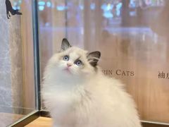-袖虎·猫馆(体育西路店)