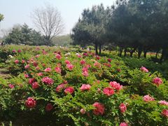 -洛阳市隋唐城遗址植物园