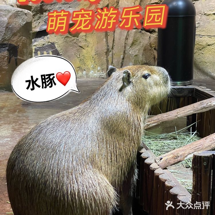 zoolung萌宠乐园[爱心]游记