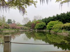 -嘉定紫藤园