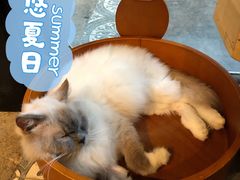 -more than meow吴止猫主题餐厅(承德 中船汇店)