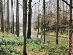 -上海滨江森林公园