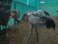 -盐城丹顶鹤湿地生态旅游区