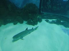 -苏州海洋馆