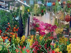 -溪岸路花鸟市场