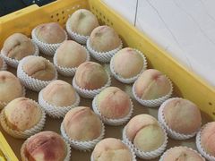 -老袁家蜜桃农场·阳山水蜜桃