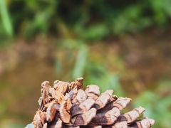 -三门江国家森林公园