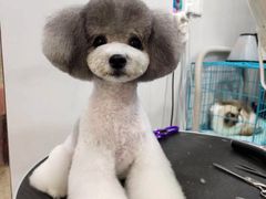 -欣怡宠物店