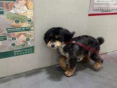 -派特宠物医院(圆融广场店)