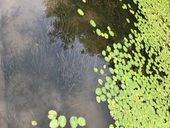 -西湖外事游船(花港观鱼码头)