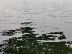 -西湖外事游船(花港观鱼码头)