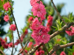 -桃花涧